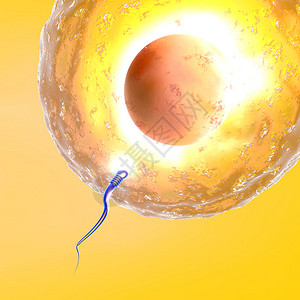 黄色背景中的卵子和精子图片