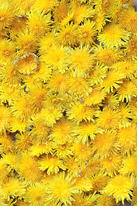 由黄色蒲公英花制成的自然背景图片