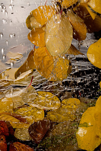 黄色秋叶背景上的雨滴图片