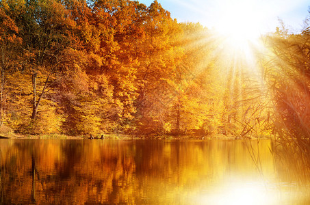 秋天的森林在水中反射由金色太图片