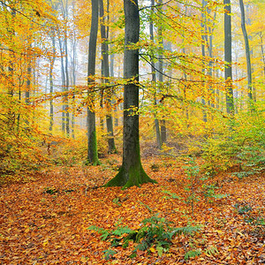 美丽的山毛榉树林在秋天有黄色和橙色的叶子图片