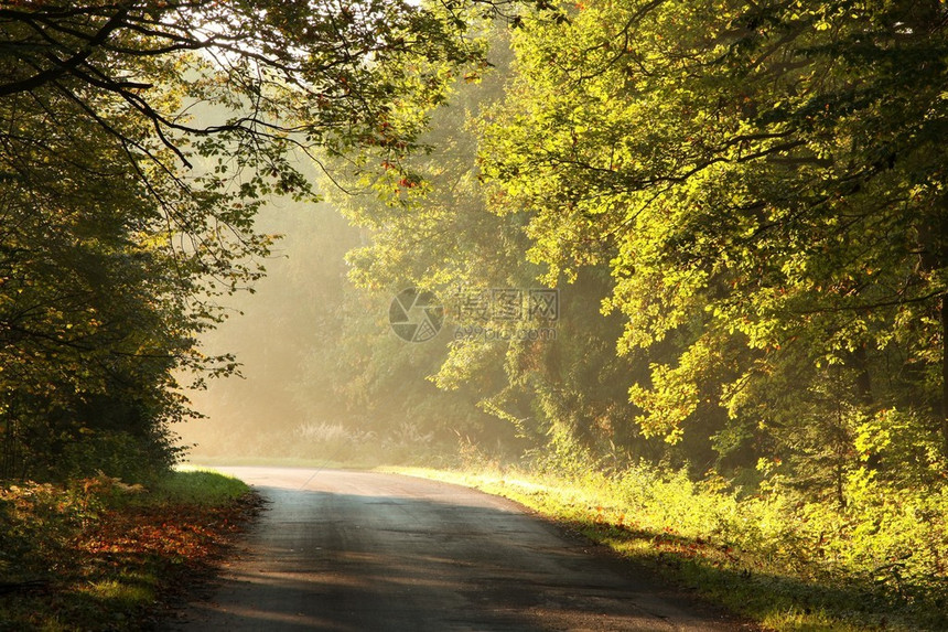 在雾蒙的秋天早晨穿过一片迷人的森林图片