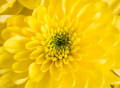 美丽的黄菊花头部以自然柔软的图像为中心呈现出图片