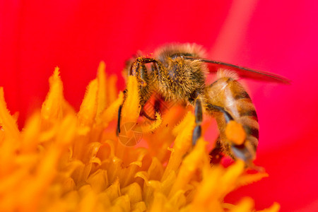 一只蜜蜂在给花授粉同时吸食花蜜图片