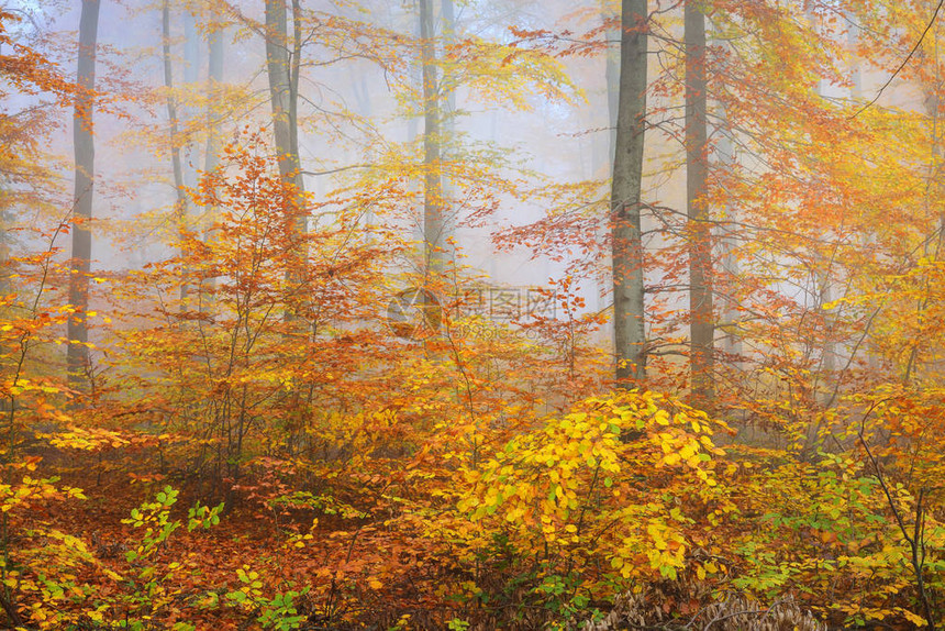 美丽的山毛榉树林中的神秘晨雾秋天的树木有黄色和橙色的叶子图片
