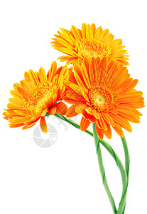 三朵橙色非洲菊花图片