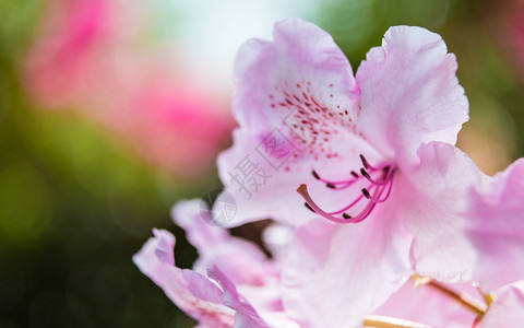 粉红色的杜鹃花特写图片