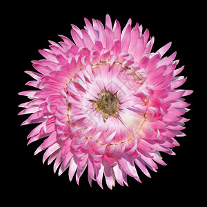 一张粉红的花朵黑背景上孤立的闪烁图片
