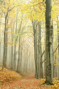 在自然保护区的迷雾秋天森林图片