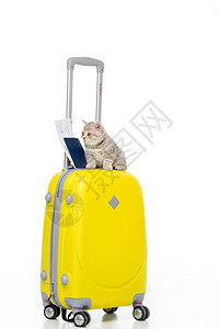 小猫有护照和票在黄色手提箱上图片
