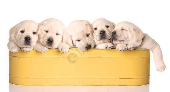 黄色容器中的五只黄色实验室小狗图片