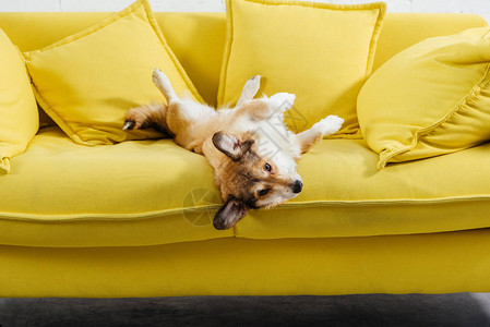 可爱的彭布罗克威尔士柯基犬躺在黄色沙发上图片