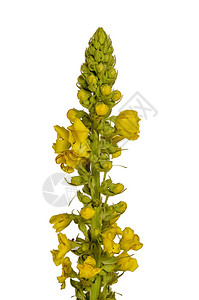 白色背景上有黄色花朵的大毛蕊花背景图片