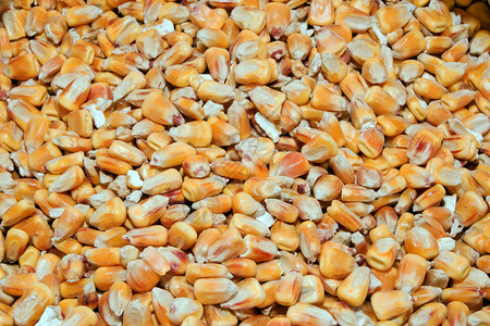 玉米饲料袋存放在粮仓中图片