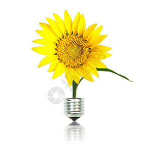 黄太阳花有灯泡图片