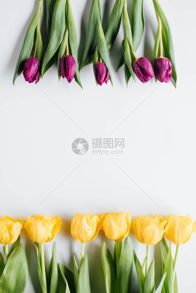 黄色和紫色的郁金香在白色与复制空间隔开后图片