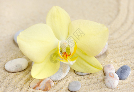 沙滩上的兰花和海石图片