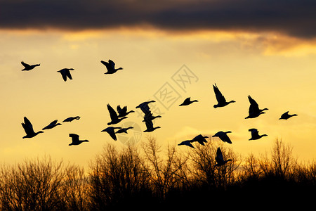 雁在日落时飞过树梢图片