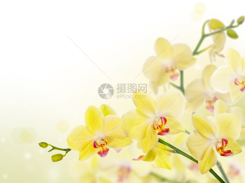 浅色背景中的柠檬黄色兰花图片