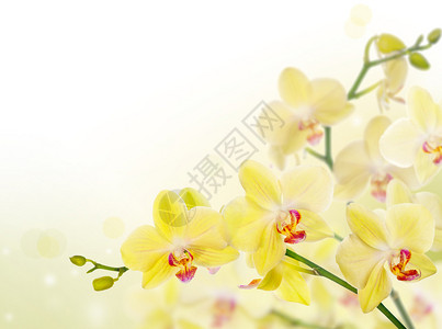 浅色背景中的柠檬黄色兰花背景图片