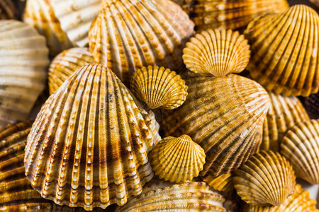 孤立的贝壳集合贝壳背景图片