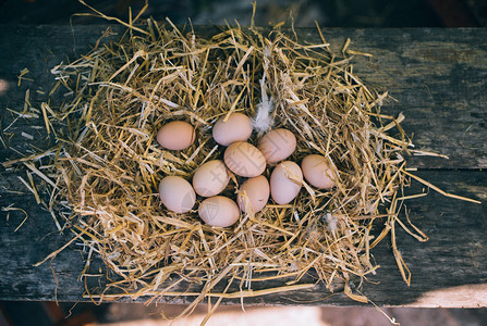 窝里有稻草的鸡有机鸡蛋图片