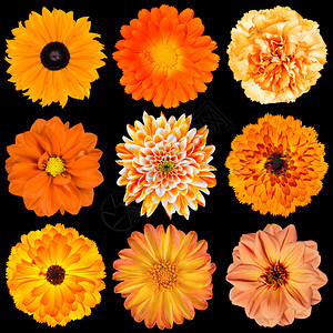 在黑色背景上隔离的各种橙色花的选择大丽花雏菊花万图片