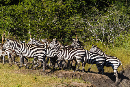 非洲大草原上的大群斑马坦桑尼亚图片