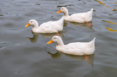 白鸭子在湖水中游泳图片