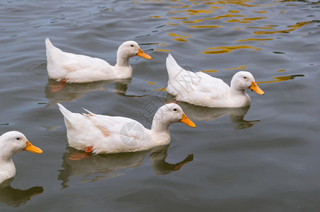 白鸭子在湖中游泳图片