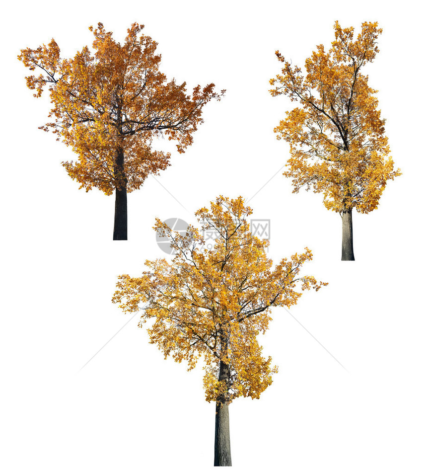 三棵金树落下橡树图片