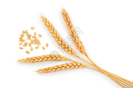 小麦的和小麦的被白种背景隔开图片
