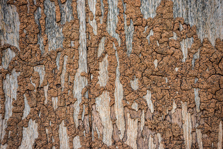 白蚁破坏木墙白蚁痕迹图片