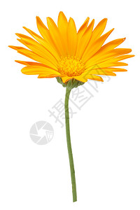 Calendulaofficinalis花朵滑动路径图片