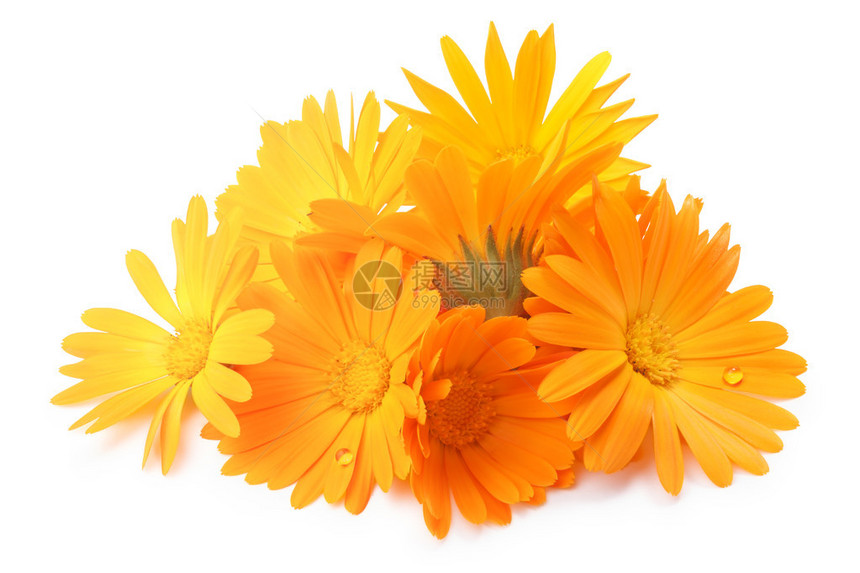 Calendulaofficinalis花朵滑动路径图片