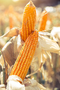 农业玉米田中的干玉米作物图片
