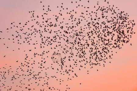 日落时鸟群迁徙图片