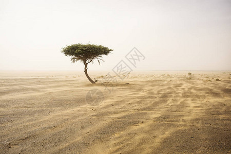 沙漠撒哈拉沙漠中的一棵树有沙尘暴图片