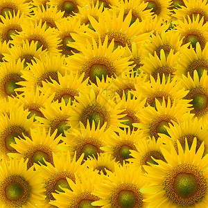 美丽的黄色向日葵花瓣特写图片