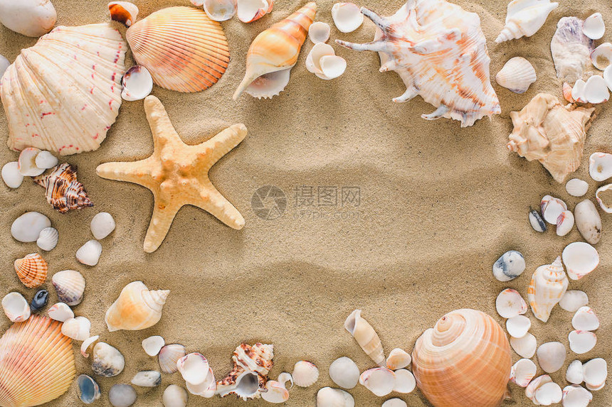 海贝海星和海藻以及沙滩地背景的海石板天然海岸纹理表面顶视图片