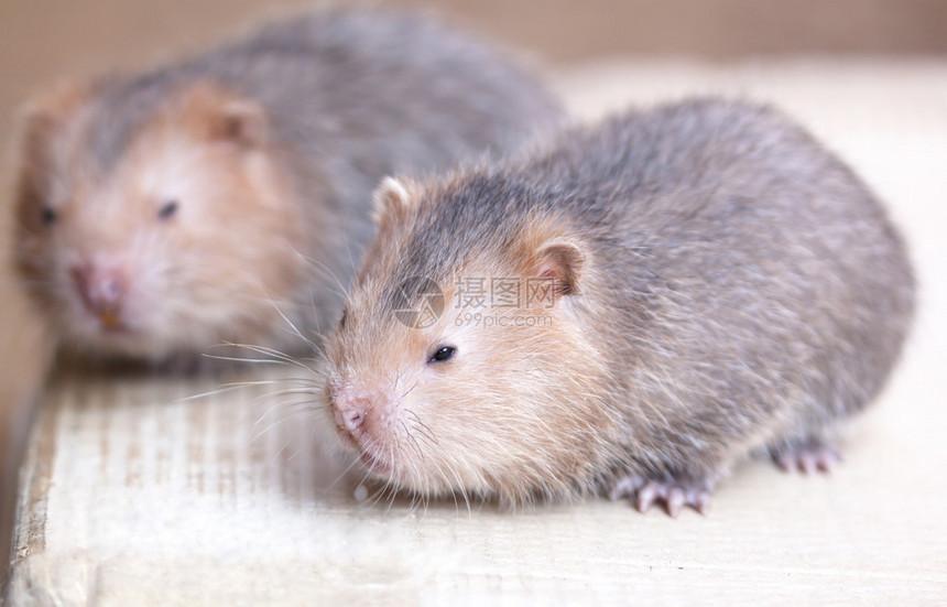 野生动物种大鼠胚图片