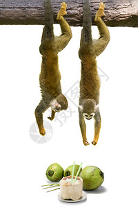 松鼠猴挂在椰子上图片