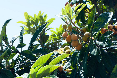 关闭一棵有果实的枸杞树成熟的黄色果实图片