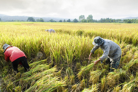 农民在稻田里收割水稻图片
