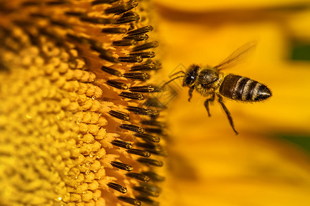 向日葵中蜜蜂的宏图片