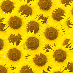美丽的黄色花朵向日后模式大图片