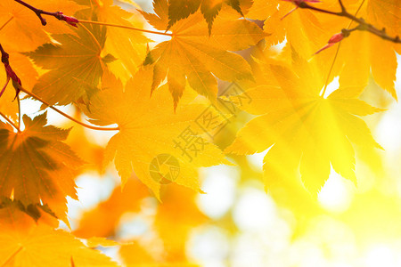 秋叶黄叶图片