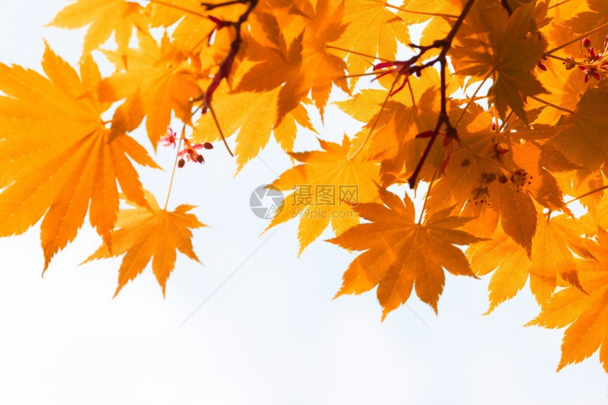 秋叶黄叶图片