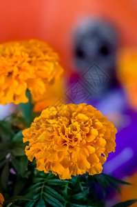 Cempasuchil花朵图片