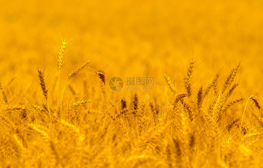金色阳光下成熟的麦田图片
